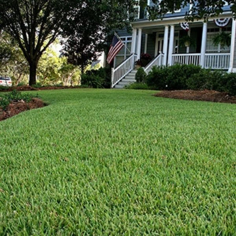 Empire® Zoysiagrass - Nature Hills Nursery - 70 Plug Tray -