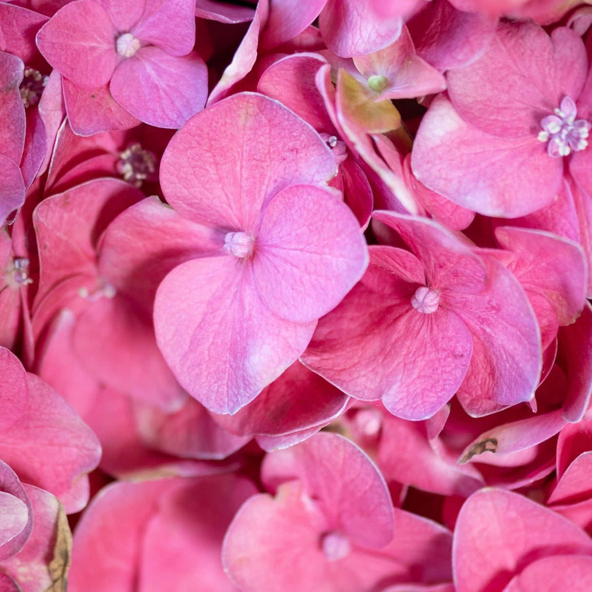 Close-up of deep pink Summer Crush Bigleaf Hydrangea blooms with four-petaled florets in full flower.