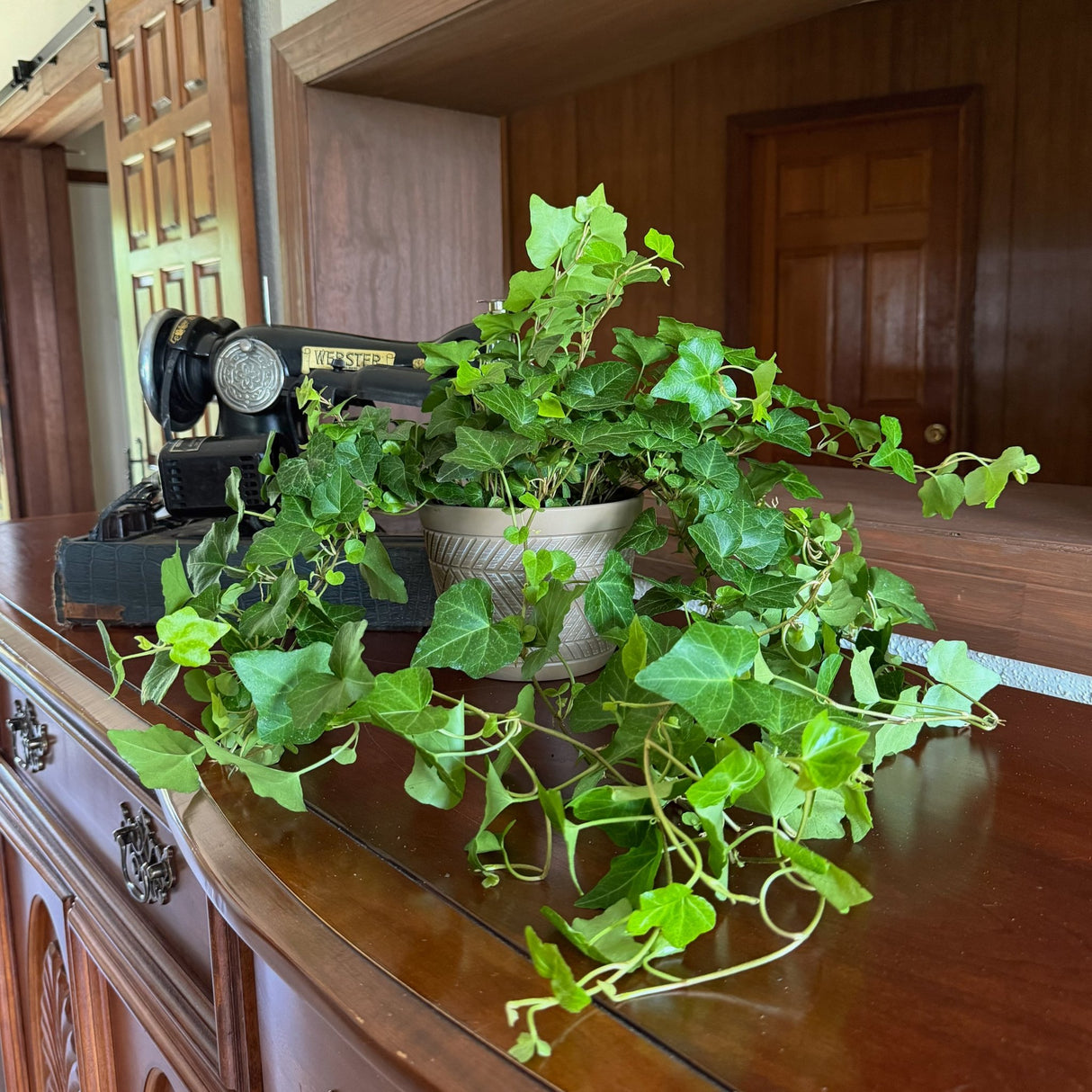 English Ivy in a 6 inch pot, view 2