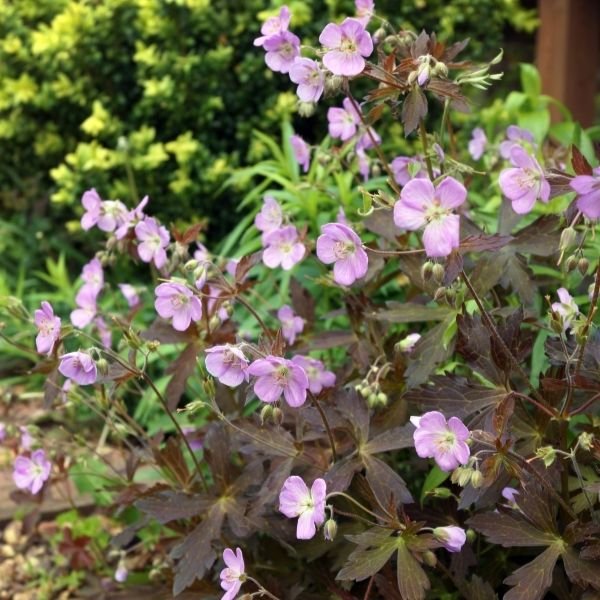 Espresso Cranesbill Geranium (Geranium maculatum 'Espresso'), a perennial featuring purple, pink flowers and perennial.