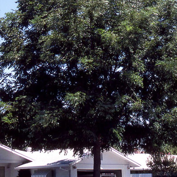 Espresso™ Kentucky Coffeetree