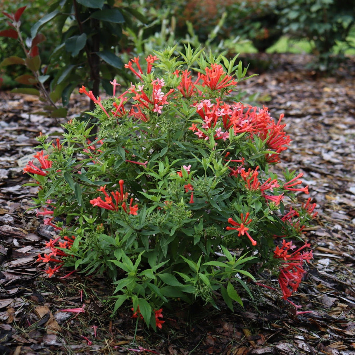 Estrellita Little Star® Firecracker Bush (Bouvardia x 'WINBUESLST'), a shrub.