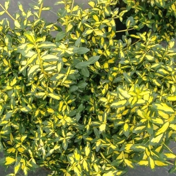 Moonshadow Wintercreeper Euonymus (Euonymus fortunei 'Moonshadow'), a shrub featuring yellow, green flowers and broad-leaved evergreen.