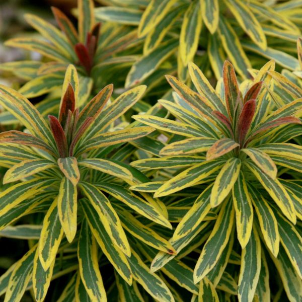 Ascot Rainbow Spurge (Euphorbia x martinii 'Ascot Rainbow'), a perennial featuring red flowers and spreading form.