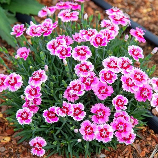 EverBloom™ Plum Glory Dianthus (Dianthus x 'G18146'), a perennial featuring pink flowers and perennial.