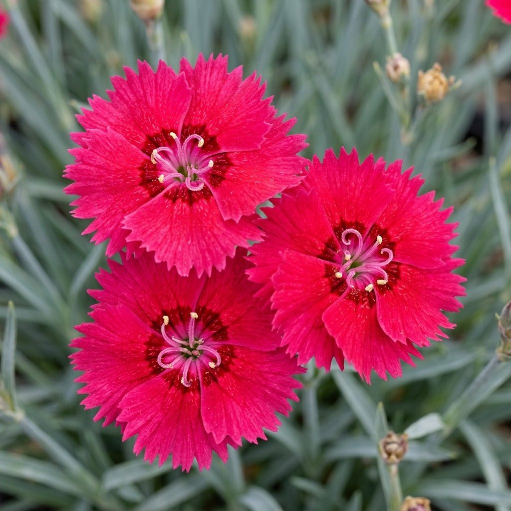 Bright crimson EverBloom Red Delicious Dianthus flowers with fringed petals and dark centers blooming above blue-green foliage.