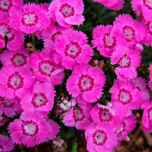 EverBloom™ Strawberry Tart Dianthus (Dianthus x 'G18144'), a perennial featuring pink flowers and perennial.
