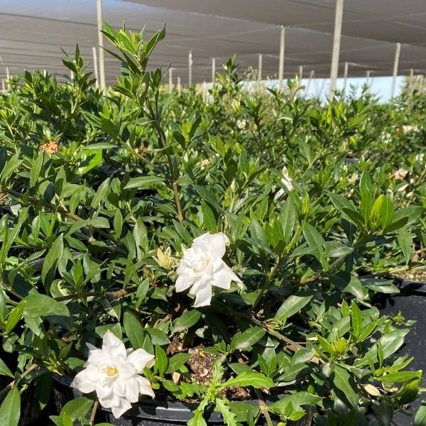 Everblooming Gardenia - Nature Hills Nursery - #5 Container -