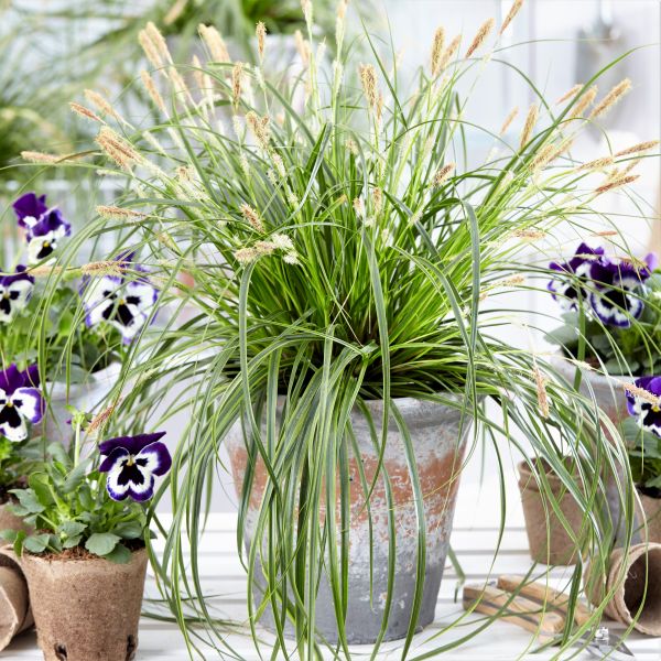 EverColor® Everlime Variegated Sedge Grass