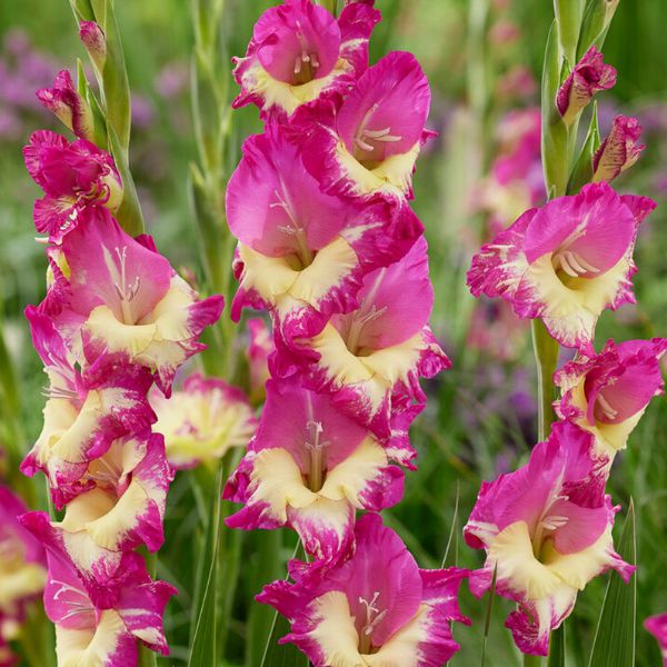 Extravert Gladiolus Blooms