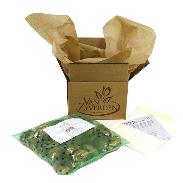 Extravert Gladiolus Packaging