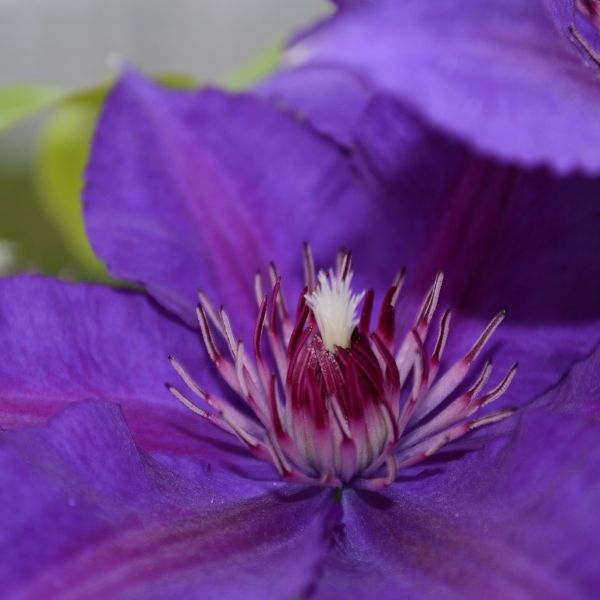 Boulevard® Edda™ Clematis