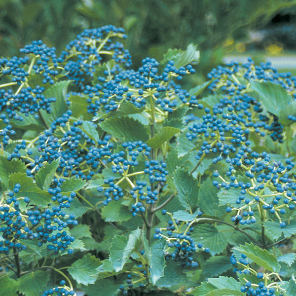 Blue Muffin® Arrowwood Viburnum