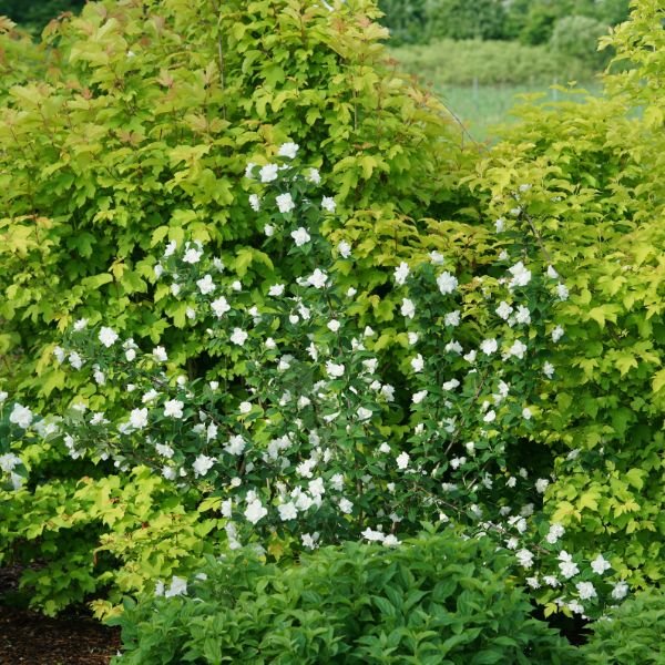 Proven Winners® Illuminati Arch® Mockorange