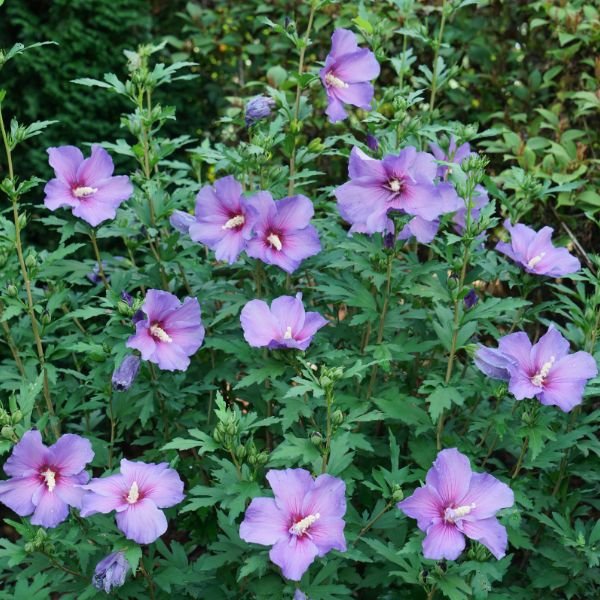Paraplu Violet® Rose of Sharon