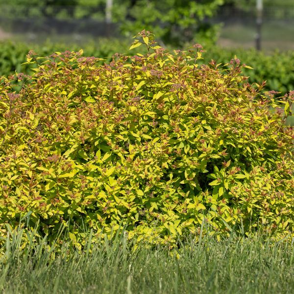 Little Spark® Spirea