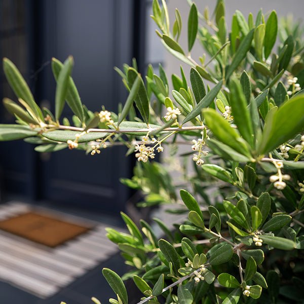 Little Ollie® Dwarf Olive Tree
