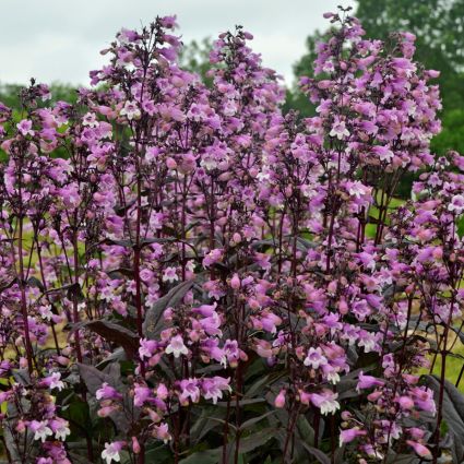 Midnight Masquerade Penstemon