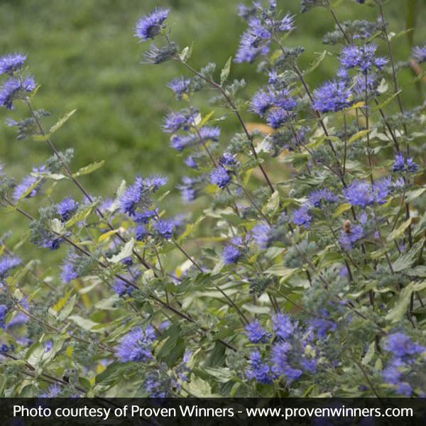 Sunshine Blue® Bluebeard II