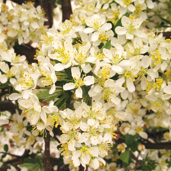 Close-up of Tina Sargent crabapple white flowers with yellow stamens