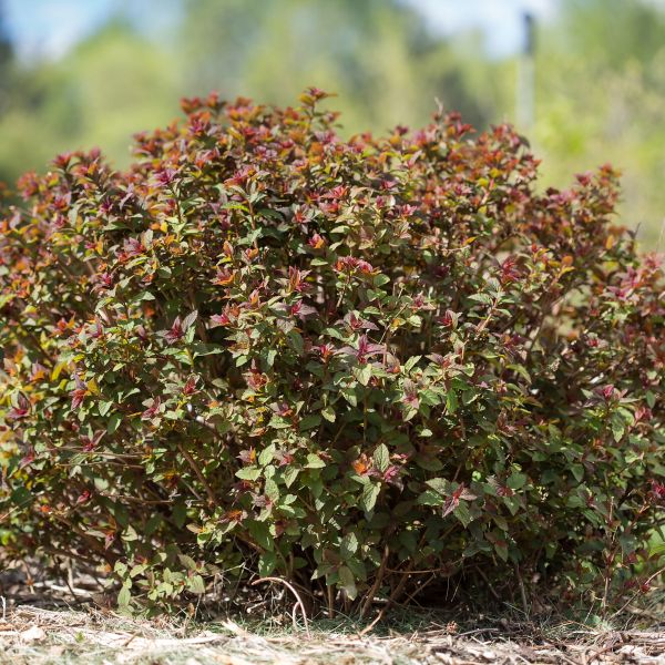 Superstar™ Spirea