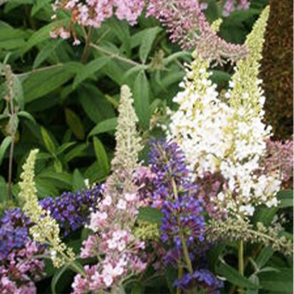 Butterfly Magic™ Butterfly Bush