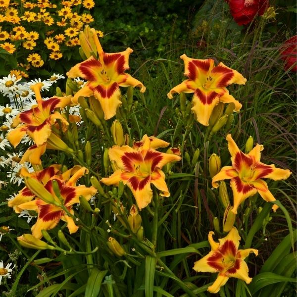Rainbow Rhythm® Tiger Swirl Daylily