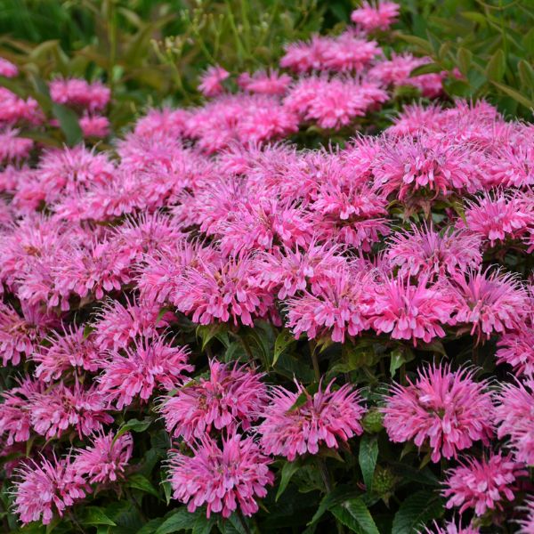 Sugar Buzz® Bubblegum Blast Bee Balm