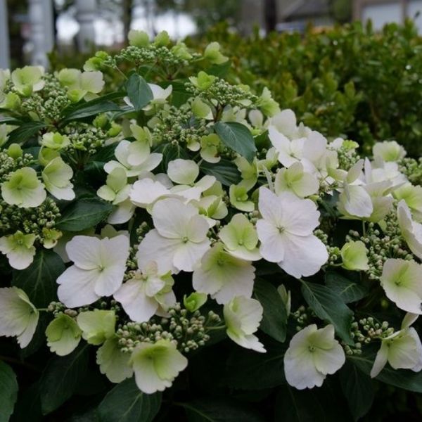 Fairytrail Bride® Cascade Hydrangea® - Nature Hills Nursery - #2 Container -
