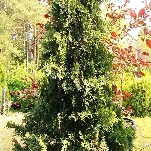 Compact Hinoki False Cypress (Chamaecyparis obtusa 'Compacta'), a tree featuring evergreen and broad, pyramidal form.
