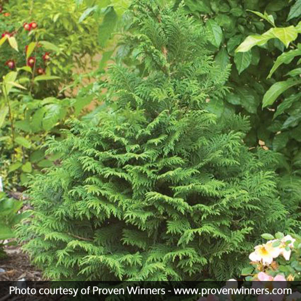Soft Serve® False Cypress