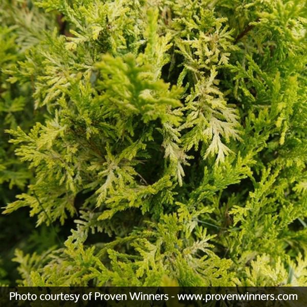 False Cypress Soft Serve® Gold