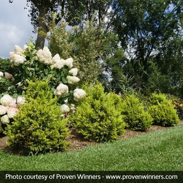 False Cypress Soft Serve® Gold