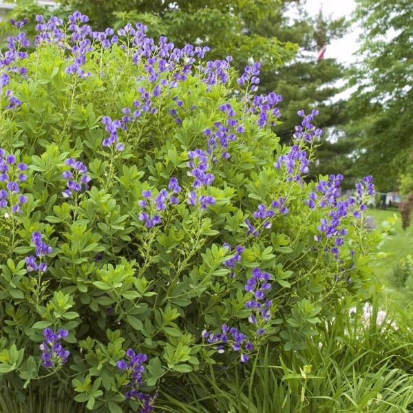 Blue False Indigo (Baptisia australis), a perennial featuring blue flowers and perennial.