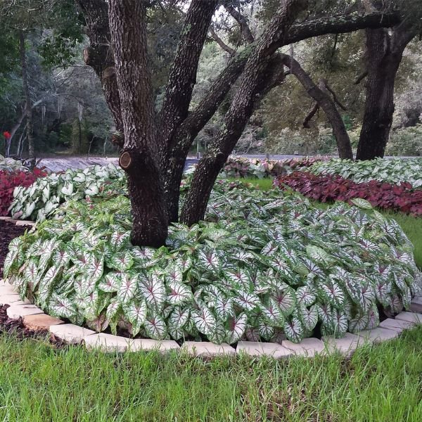 Fancy Leaf Carousel Caladium In Landscape