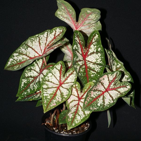 Fancy Leaf Carousel Caladium In Pot