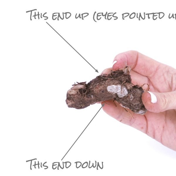 Fancy Leaf Carousel Caladium Which Way