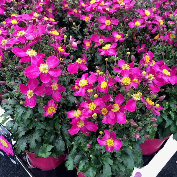 Fantasy™ Red Riding Hood Japanese Anemone - Perennial - Nature Hills Nursery - 1 Container -