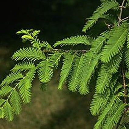 Dawn Redwood