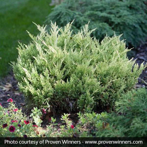 Good Vibrations® Juniper