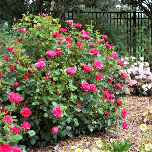 Easy Elegance® My Girl Rose