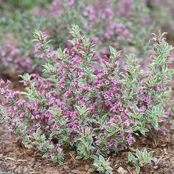 My Monet Purple Effect® Weigela
