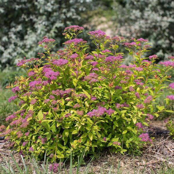 Little Spark® Spirea