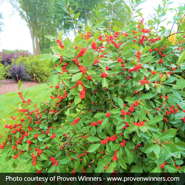 Berry Heavy® Winterberry Holly