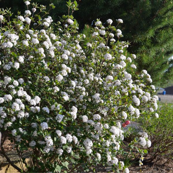 Proven Winners® ColorChoice® Sugar N' Spice™ Korean Spice Viburnum