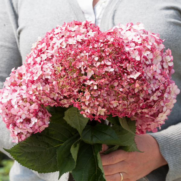 Invincibelle® Ruby Hydrangea