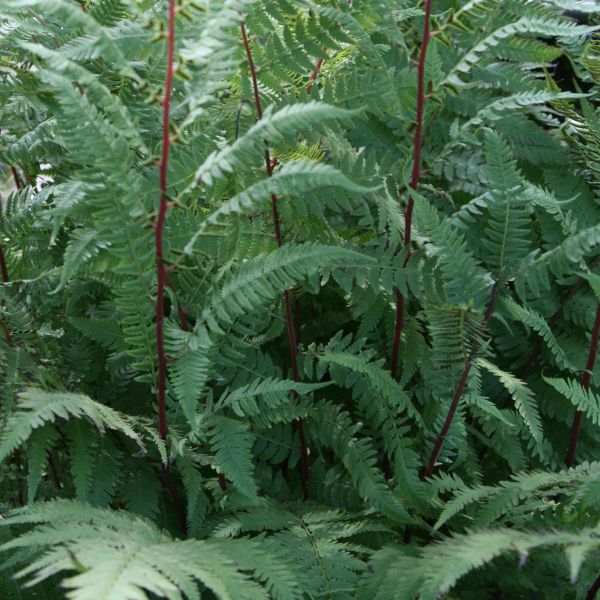 Perennial foliage of Lady in Red Fern (Athyrium felix-forma 'Lady in Red') in a garden setting.