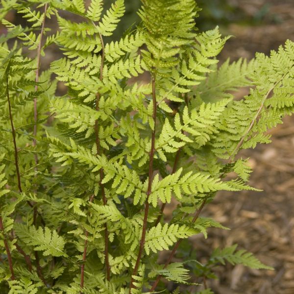 Lady in Red Fern (Athyrium felix-forma 'Lady in Red') growing in a garden landscape, showing mature perennial form.