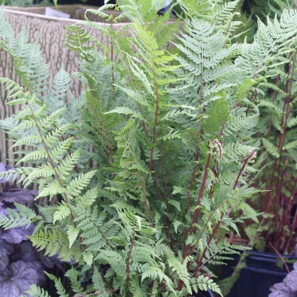 Lady in Red Fern (Athyrium felix-forma 'Lady in Red'), a perennial featuring perennial and clumping form.
