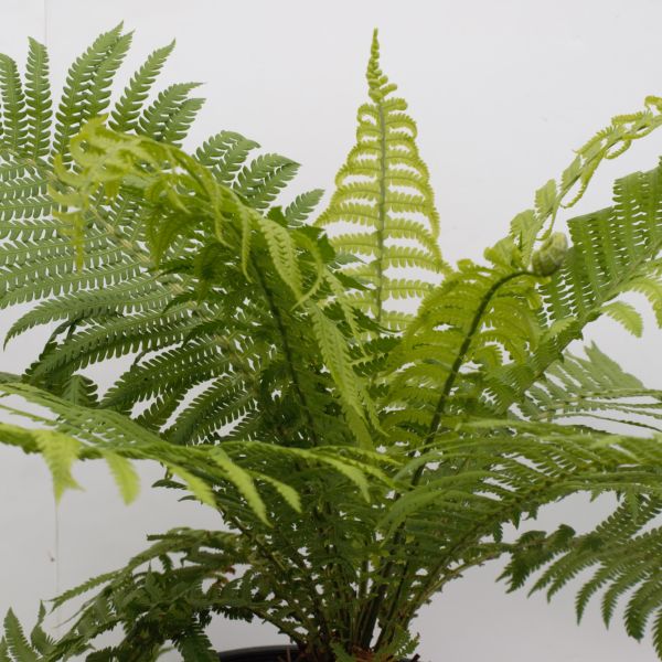 Perennial foliage of Ostrich Fern (Matteuccia struthiopteris) in a garden setting.